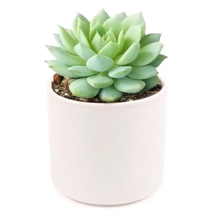 Beautiful Echeveria-Agavoides In White Ceramic Pot — Air Purifier Plants for Dubai & UAE delivery | Planto.ae
