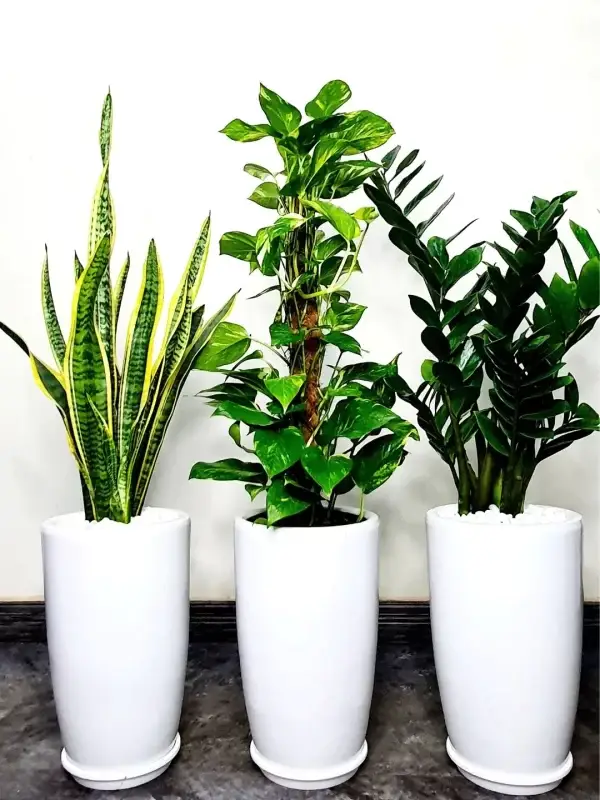 Cobmo Plant Set — Air Purifier Plants for Dubai & UAE delivery | Planto.ae
