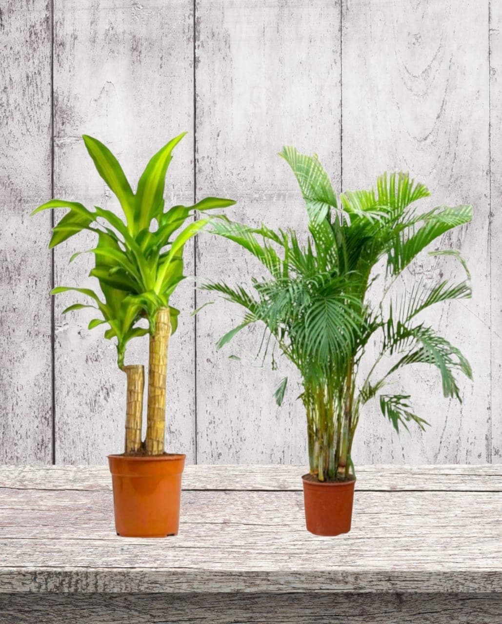 Combo Deal Dracaena And Areca Palm — Air Purifier Plants for Dubai & UAE delivery | Planto.ae