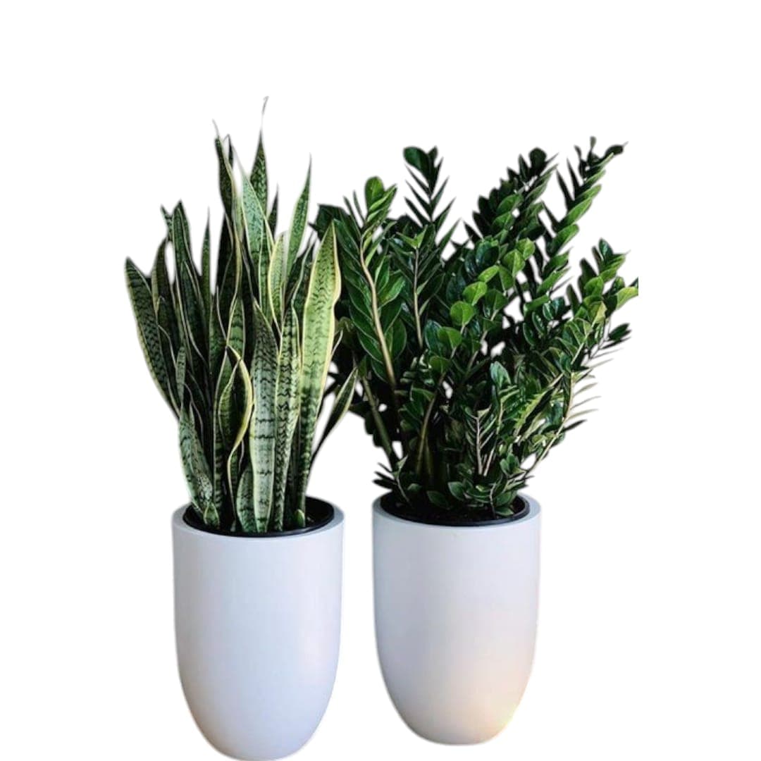 Combo Of Snake And ZZ-Zamia Plant — Air Purifier Plants for Dubai & UAE delivery | Planto.ae