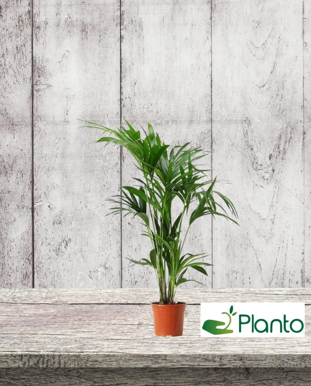 Kentia Palm — Air Purifier Plants for Dubai & UAE delivery | Planto.ae
