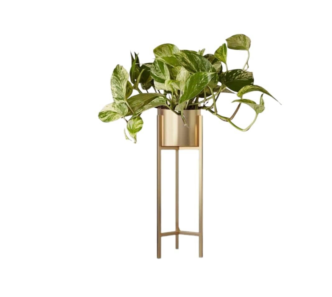 Money Plant In Golden Stand Pot — Air Purifier Plants for Dubai & UAE delivery | Planto.ae