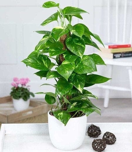 Money Plant In White Ceramic Pot — Air Purifier Plants for Dubai & UAE delivery | Planto.ae