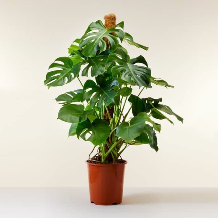 Monstera deliciosa, the Swiss cheese plant — Air Purifier Plants for Dubai & UAE delivery | Planto.ae
