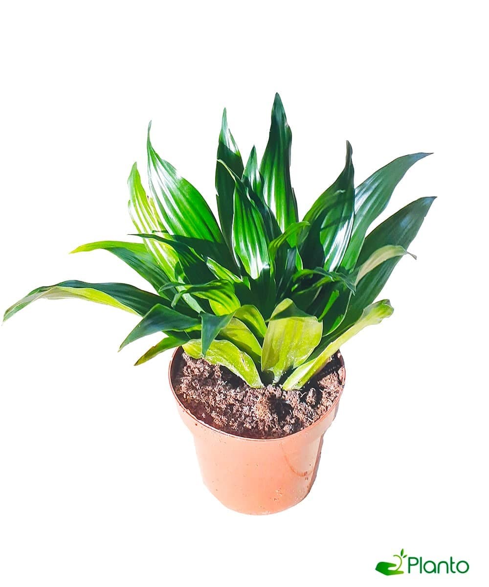 Rhapis — Air Purifier Plants for Dubai & UAE delivery | Planto.ae