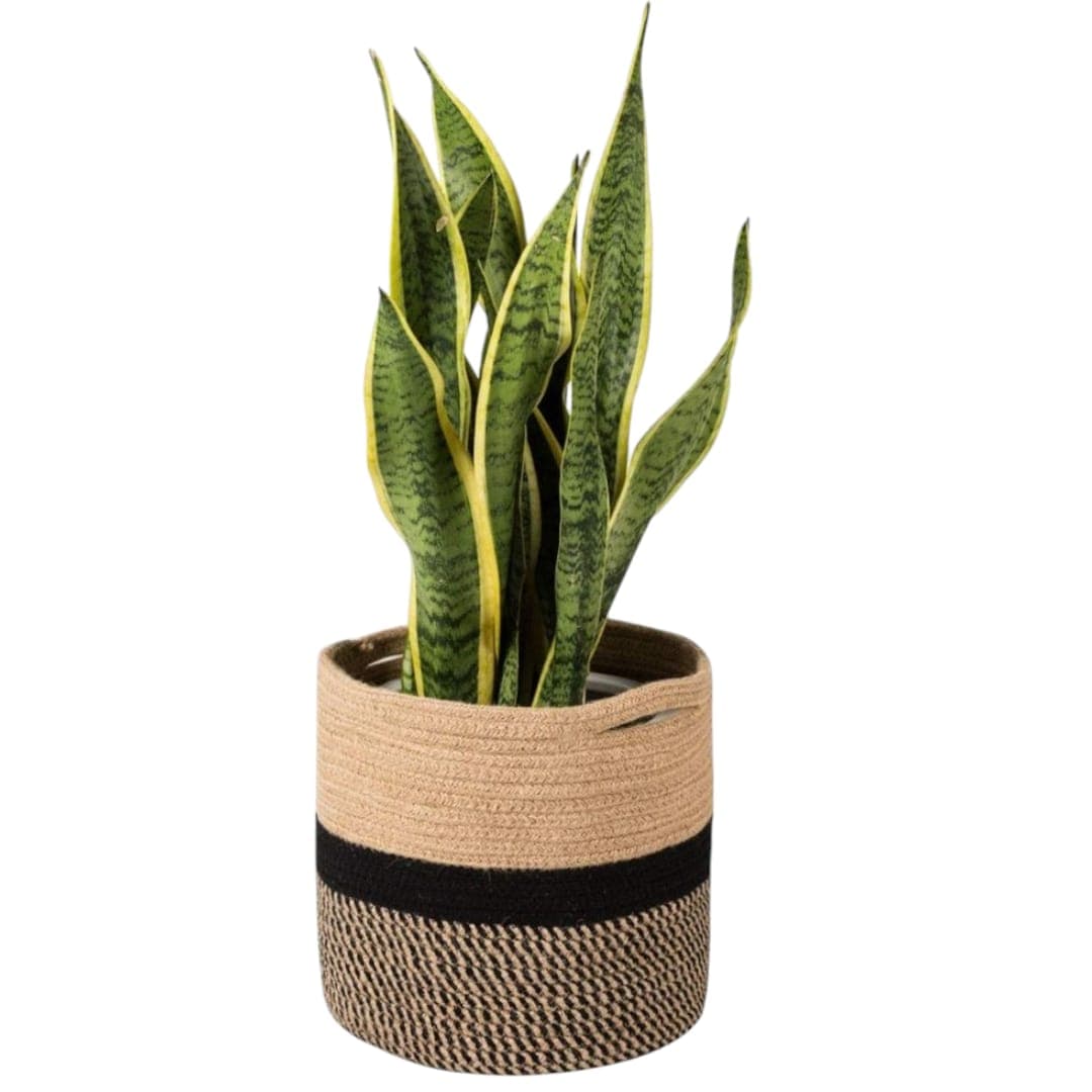 Sansevieria- In Basket — Air Purifier Plants for Dubai & UAE delivery | Planto.ae