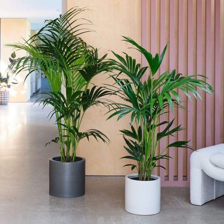 Set Of Two Kentia Palm — Air Purifier Plants for Dubai & UAE delivery | Planto.ae