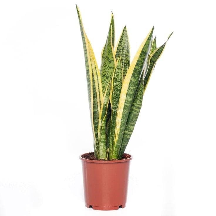 Snake Plant — Air Purifier Plants for Dubai & UAE delivery | Planto.ae
