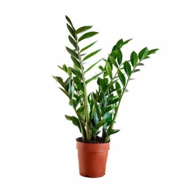 zamia zz plant — Air Purifier Plants for Dubai & UAE delivery | Planto.ae