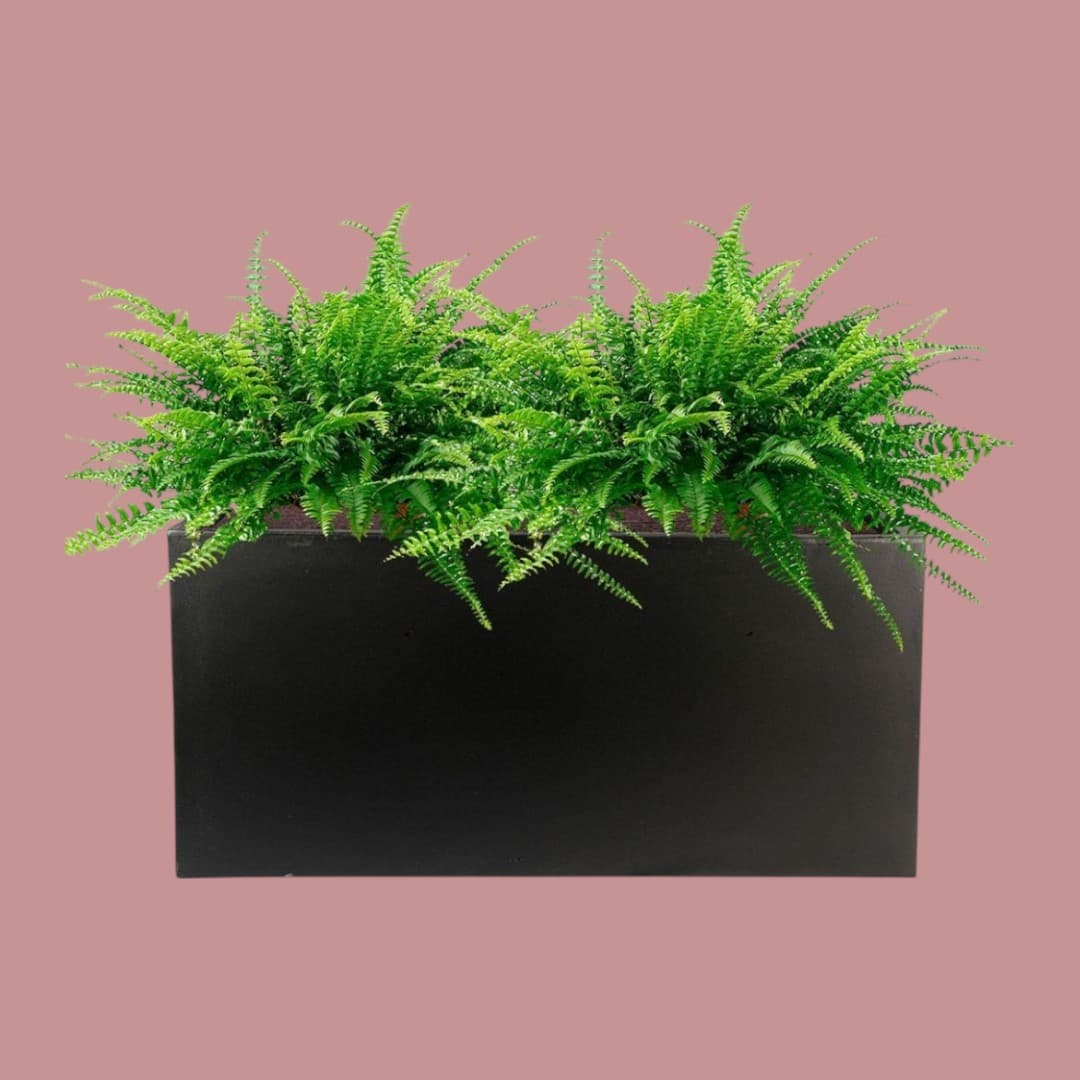 Artificial  Fern in Black Rectangular Planter — photo 2 | Planto.ae UAE