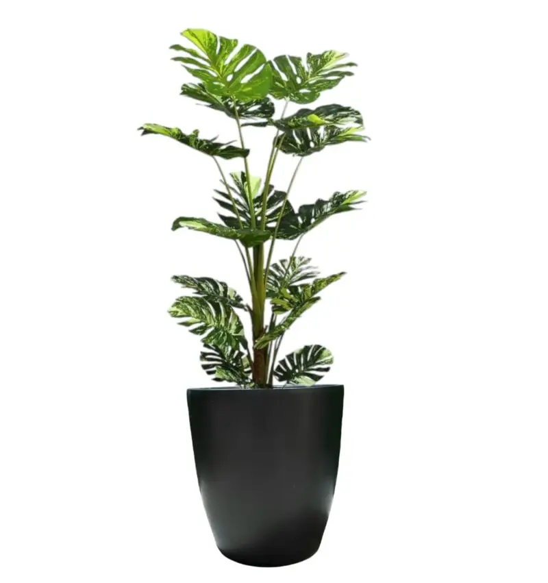 Artificial Monstera In Black Ceramic Pot — Artificial Plants for Dubai & UAE delivery | Planto.ae