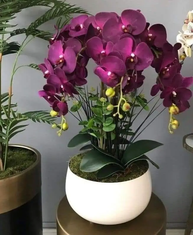 Beautiful Artificial Orchids In White Pot — Artificial Plants for Dubai & UAE delivery | Planto.ae