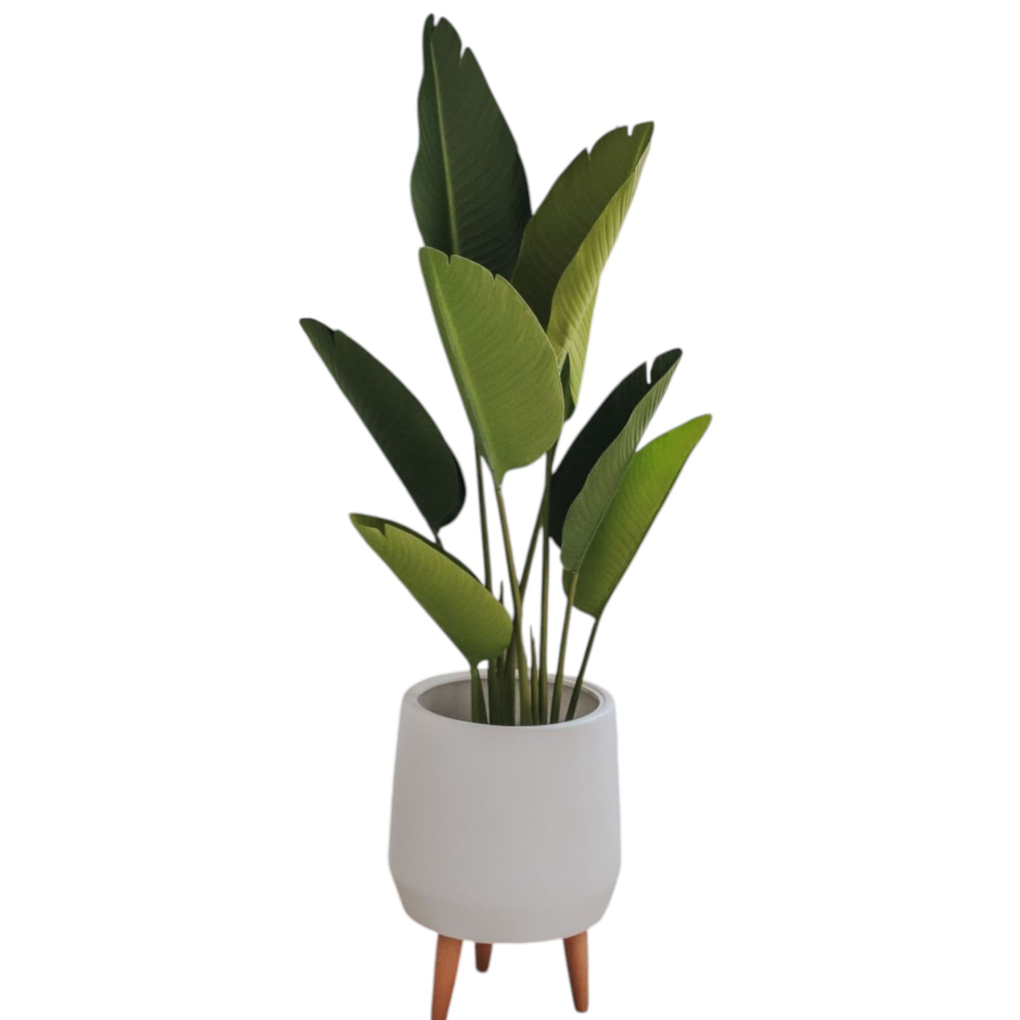 Bird Of Paradise In beautiful Fiber Pot — photo 2 | Planto.ae UAE