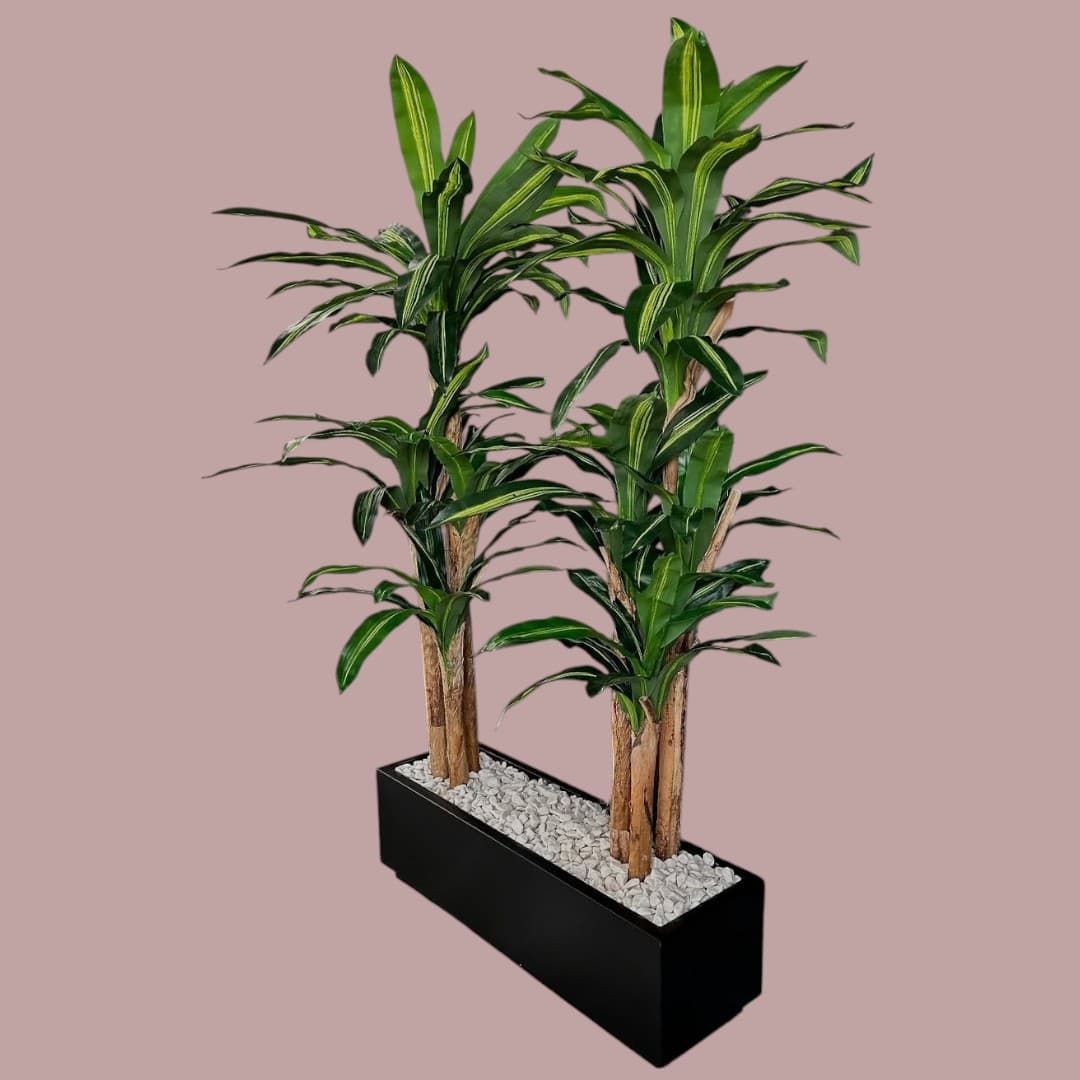 Dracaena  Artificial 2 Plants In Black Pot — Artificial Plants for Dubai & UAE delivery | Planto.ae