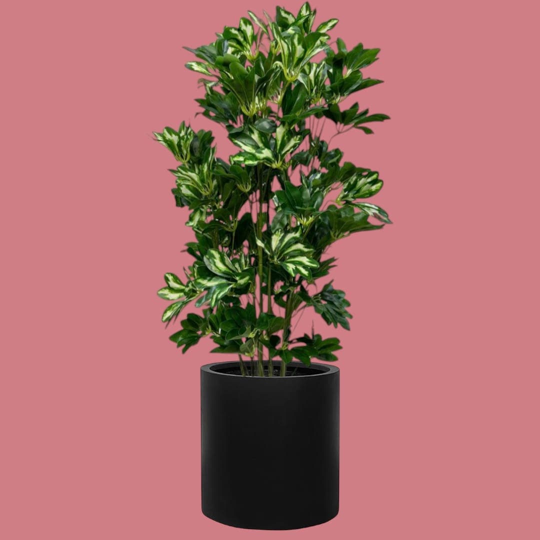 Fake Umbrella Tree 120Cm — Artificial Plants for Dubai & UAE delivery | Planto.ae