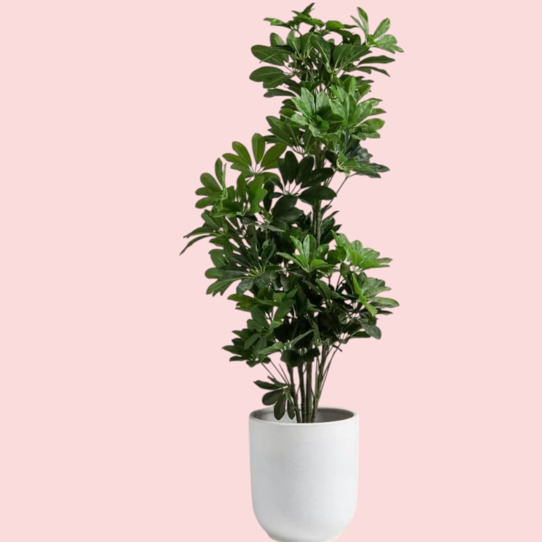 Schefflera  Artificial Plant — Artificial Plants for Dubai & UAE delivery | Planto.ae