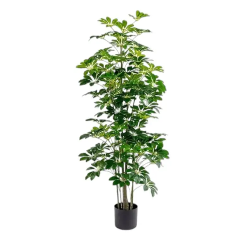 Schefflera Tree Artificial-155CM — Artificial Plants for Dubai & UAE delivery | Planto.ae