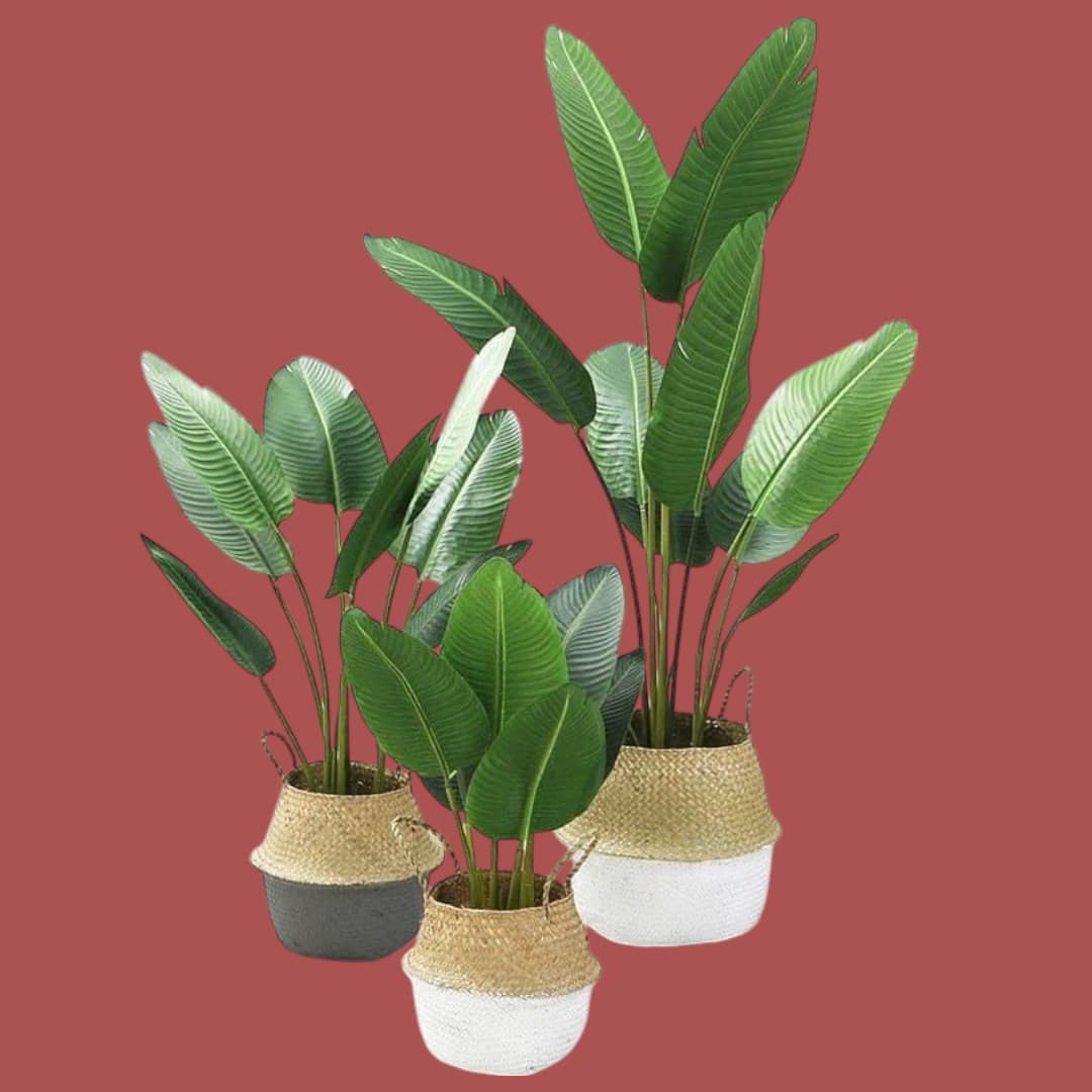 Set Of Three Artificial BirdOf Paradise Plants — Artificial Plants for Dubai & UAE delivery | Planto.ae