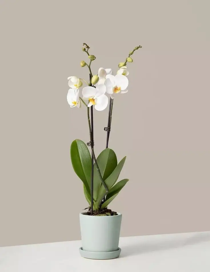 Two Stem White Fake Orchid — Artificial Plants for Dubai & UAE delivery | Planto.ae