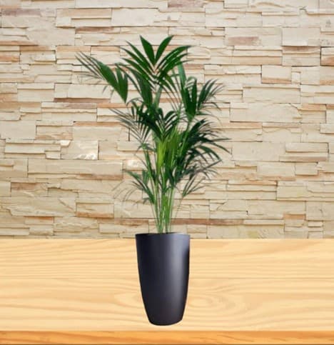 A Unique look Kentia Palm In Black Ceramic Pot — Balcony Plants for Dubai & UAE delivery | Planto.ae