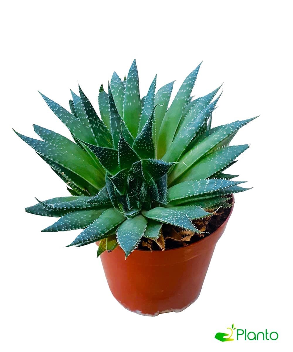 Aloe Aristata — Balcony Plants for Dubai & UAE delivery | Planto.ae