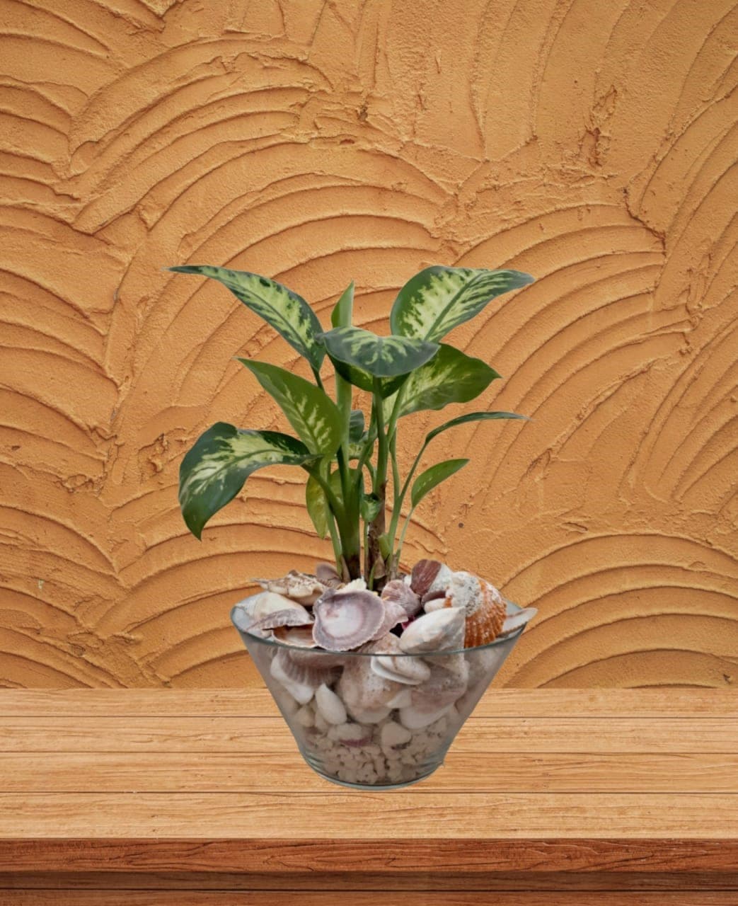 Amazing look Dieffenbachia plant in glass pot — Balcony Plants for Dubai & UAE delivery | Planto.ae
