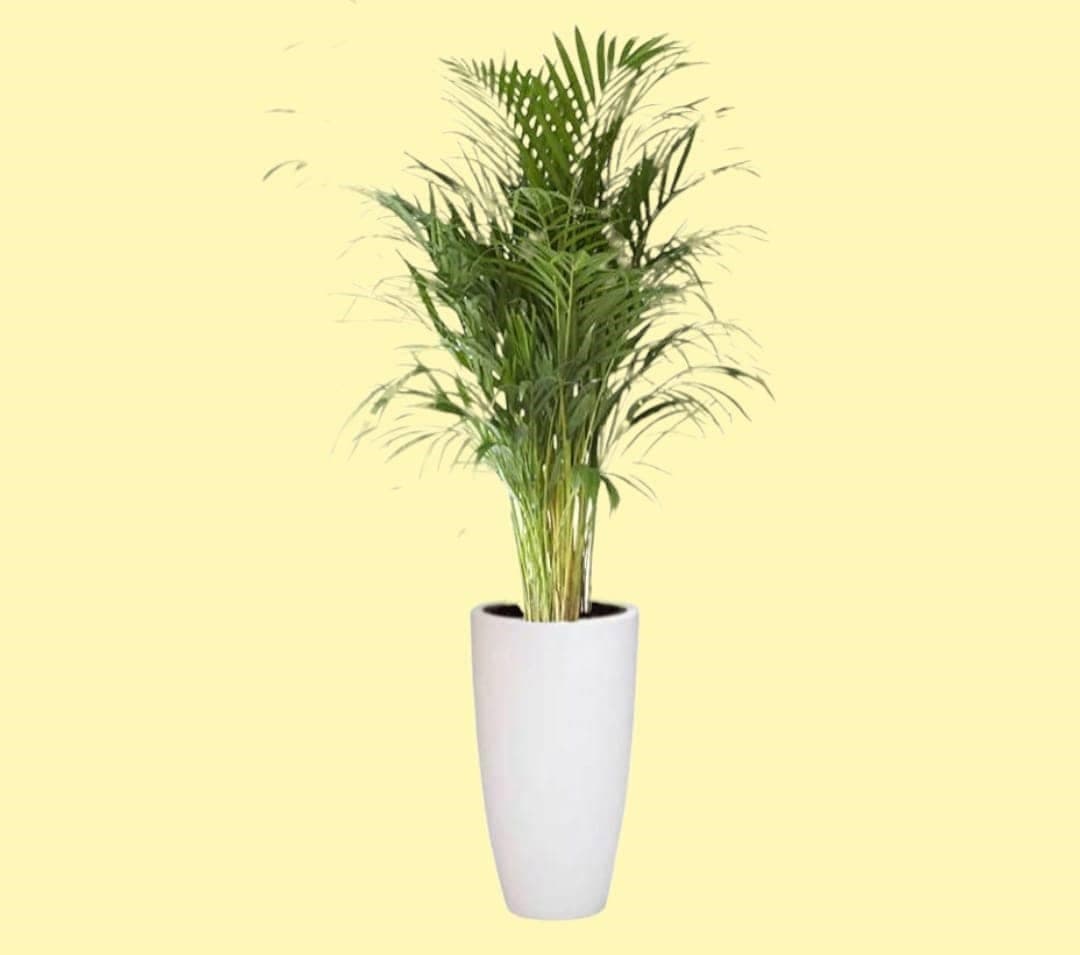 Areca Palm In Big white Ceramic Pot — Balcony Plants for Dubai & UAE delivery | Planto.ae