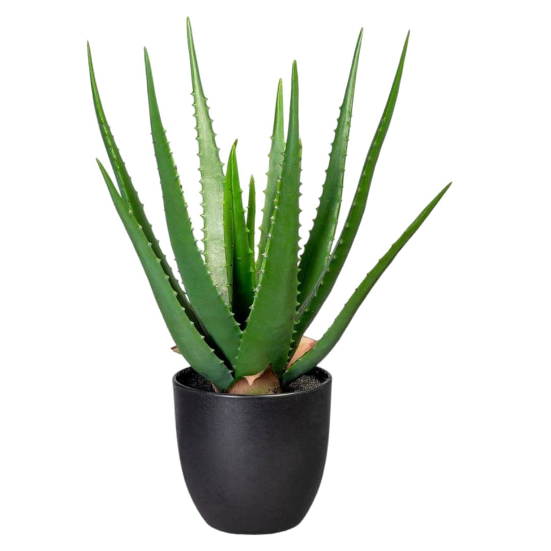 Beautiful Aleo-Vera in Black Ceramic Pot — Balcony Plants for Dubai & UAE delivery | Planto.ae