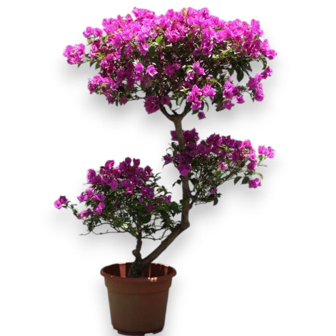 Bougainvillea Multi Head — Balcony Plants for Dubai & UAE delivery | Planto.ae