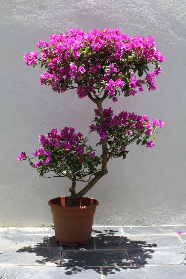 Bougainvillea Multi Head — photo 2 | Planto.ae UAE