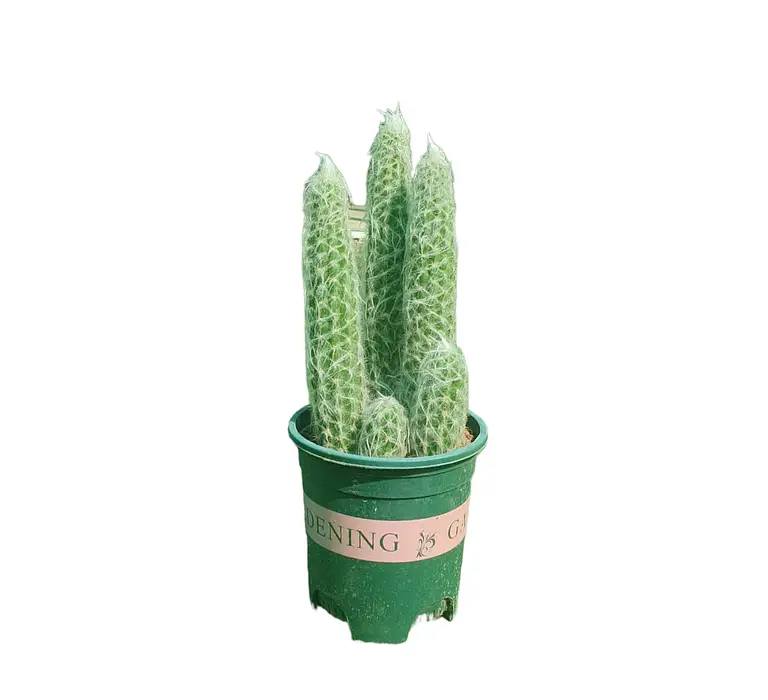 Cactus — Balcony Plants for Dubai & UAE delivery | Planto.ae