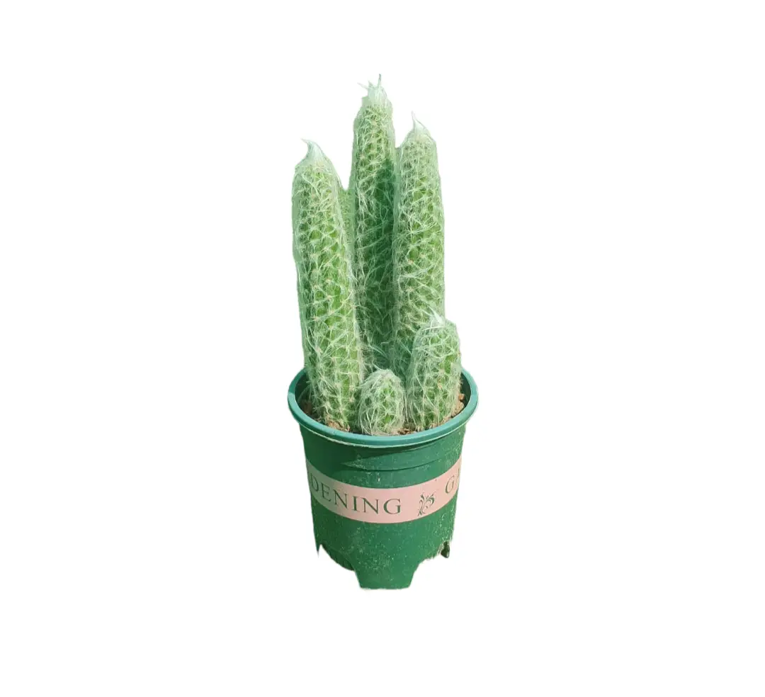 Cactus — photo 2 | Planto.ae UAE