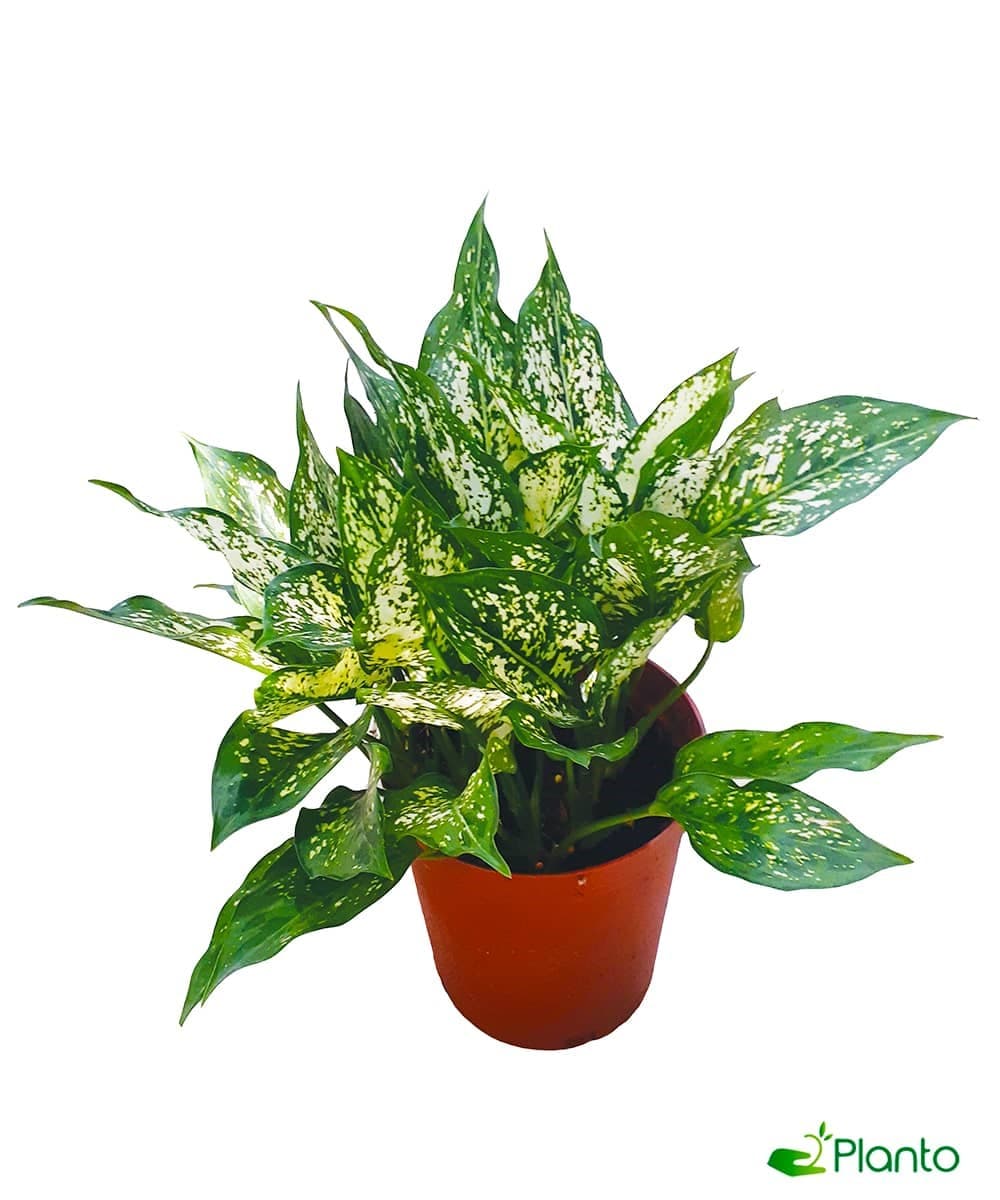 Chinese evergreen — Balcony Plants for Dubai & UAE delivery | Planto.ae