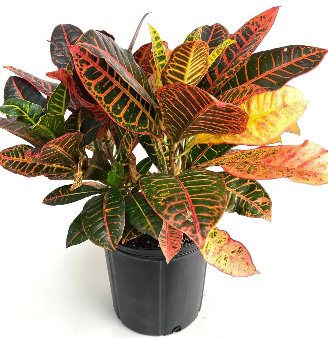 Croton Plant — Balcony Plants for Dubai & UAE delivery | Planto.ae