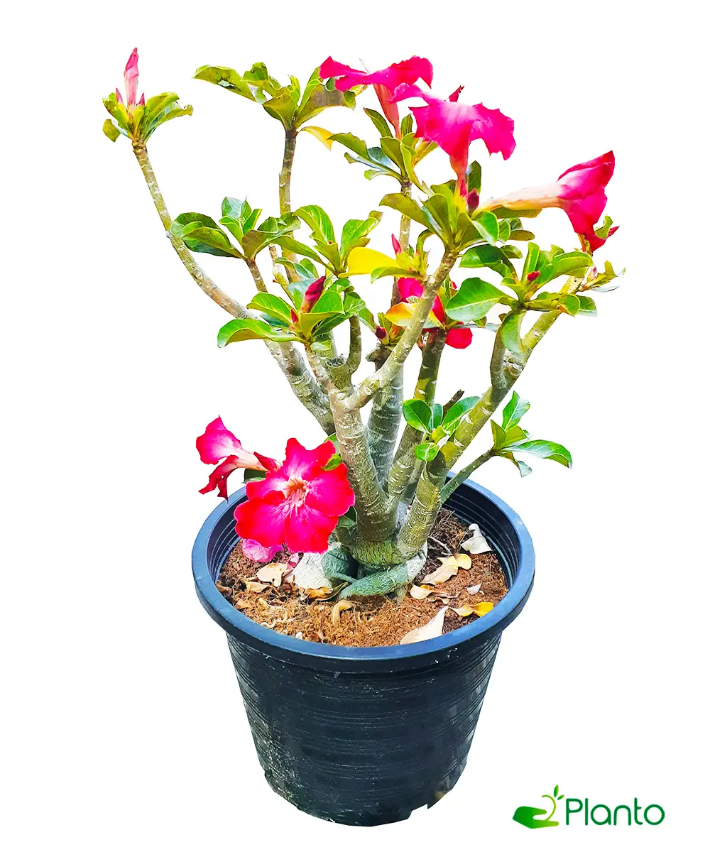 Desert-Rose — Balcony Plants for Dubai & UAE delivery | Planto.ae