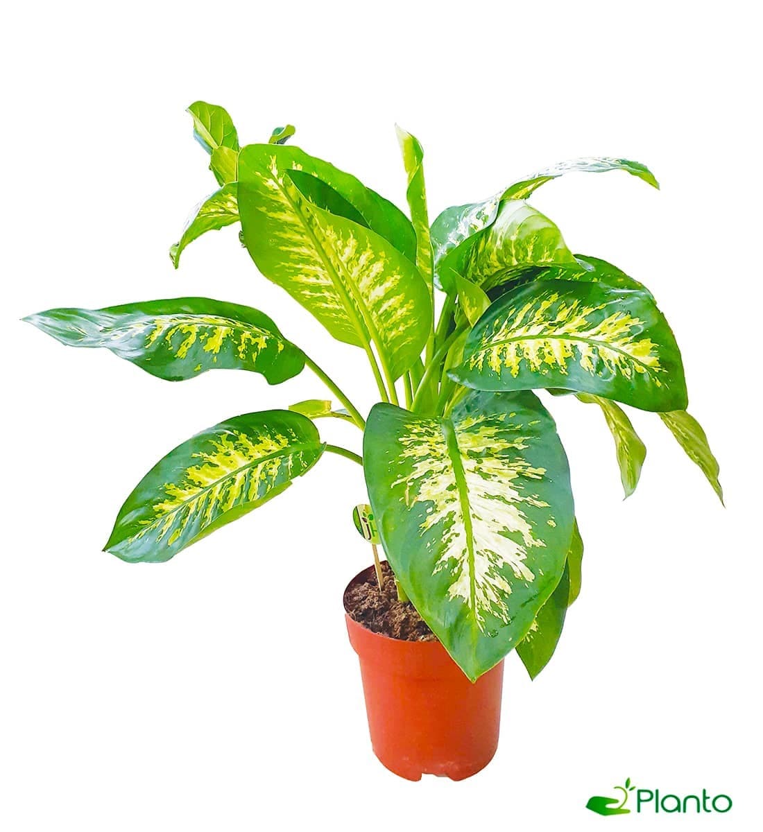 Dieffenbachia Multi Stems — Balcony Plants for Dubai & UAE delivery | Planto.ae
