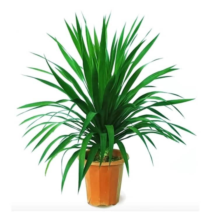 Dracaena draco — Balcony Plants for Dubai & UAE delivery | Planto.ae