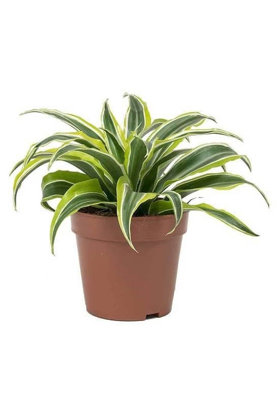 Dracaena Lemon Lime — Balcony Plants for Dubai & UAE delivery | Planto.ae