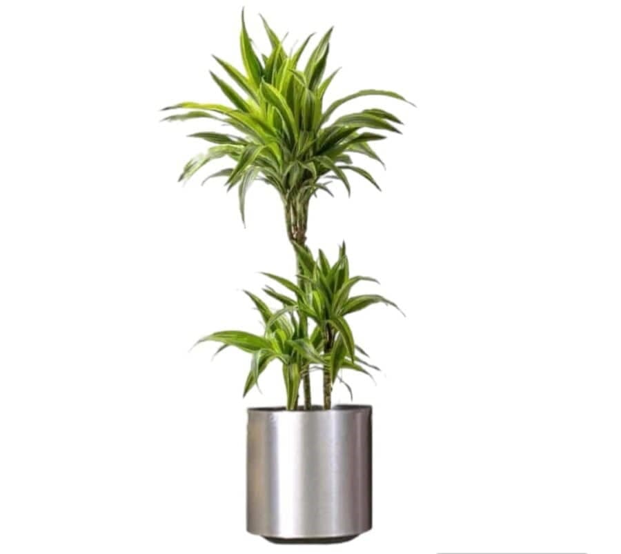 Dracaena Lemon Lime In Silver color Metal Planter — Balcony Plants for Dubai & UAE delivery | Planto.ae