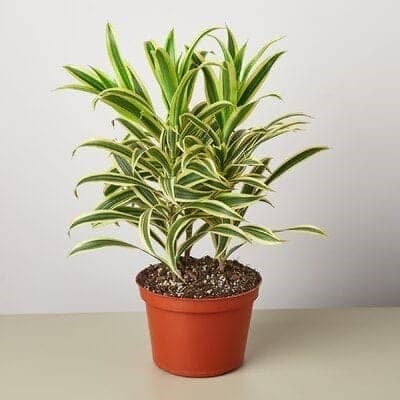 Dracaena Reflexa – Song Of India – Indoor Plant — Balcony Plants for Dubai & UAE delivery | Planto.ae
