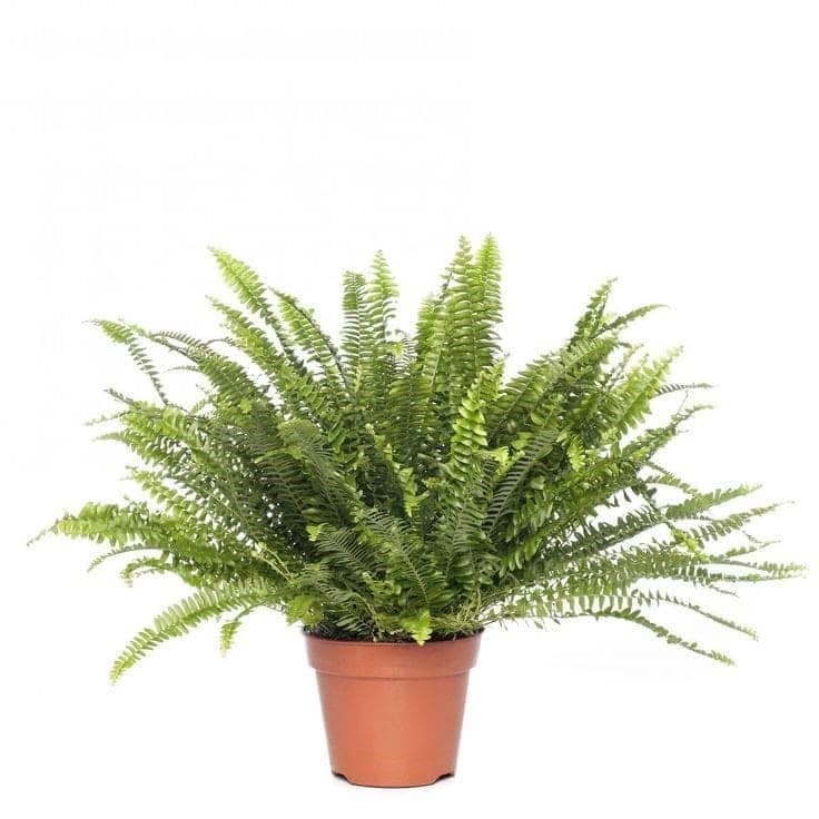 Fern Plant — Balcony Plants for Dubai & UAE delivery | Planto.ae