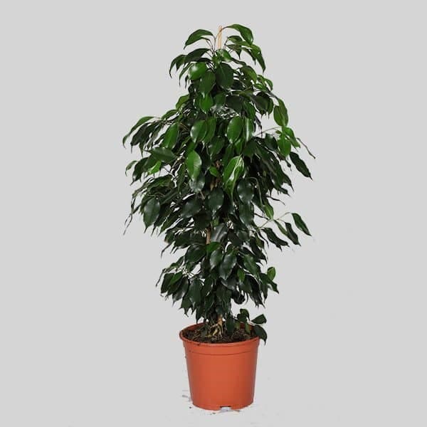 Ficus Benjamina — Balcony Plants for Dubai & UAE delivery | Planto.ae