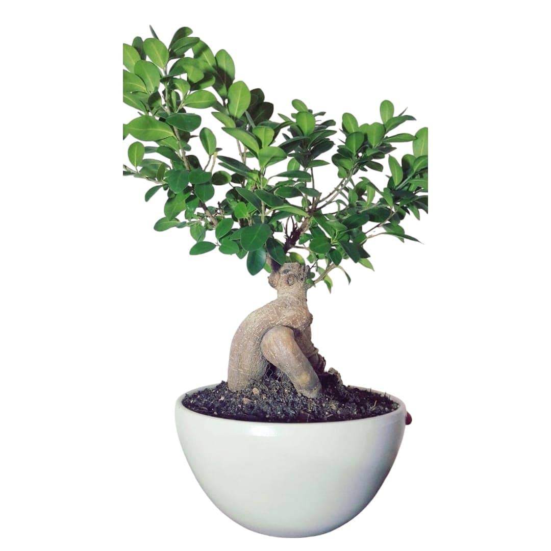 Ficus Bonsai In Ceramic bowl — Balcony Plants for Dubai & UAE delivery | Planto.ae