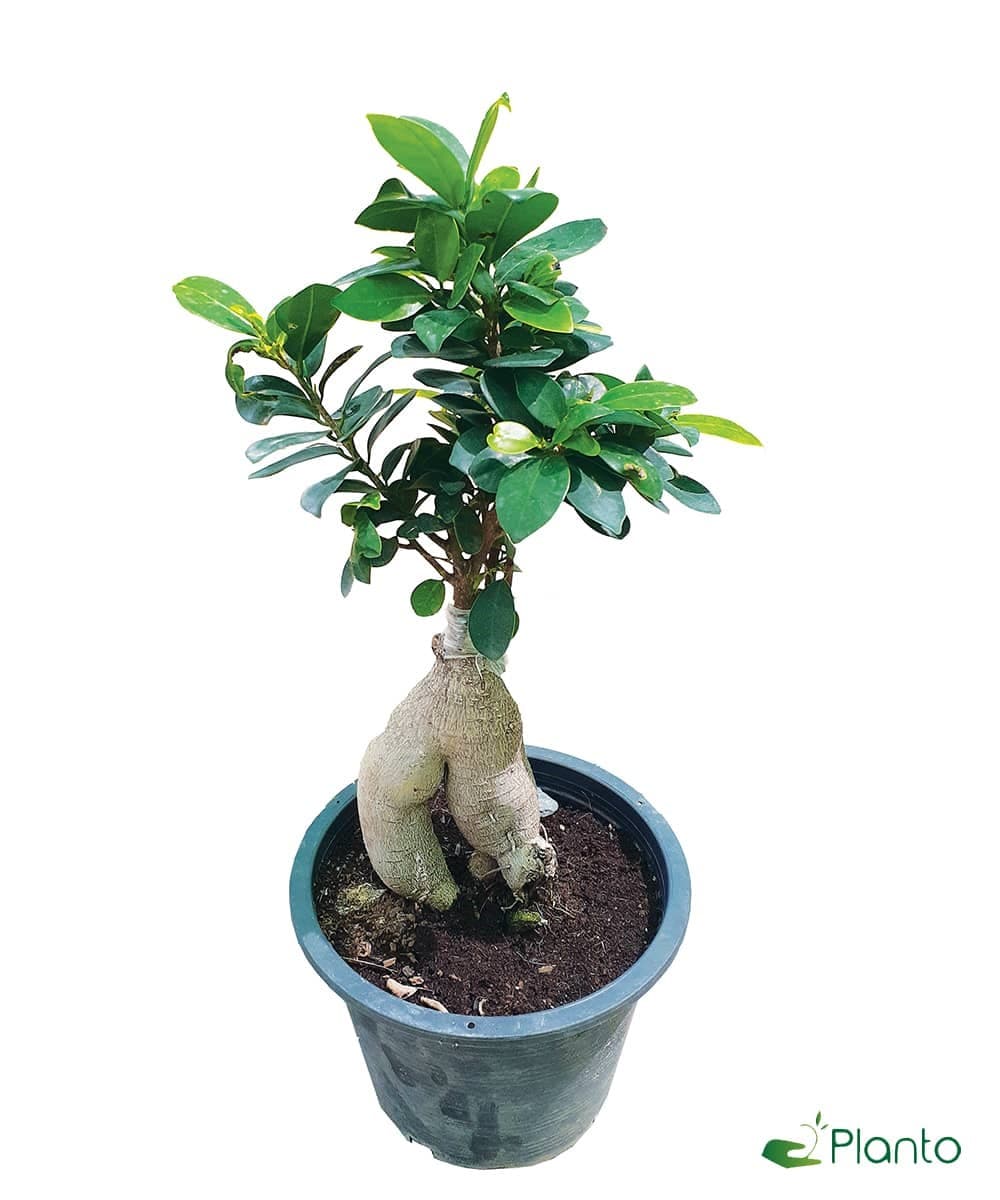 Ficus Bonsai Small — Balcony Plants for Dubai & UAE delivery | Planto.ae