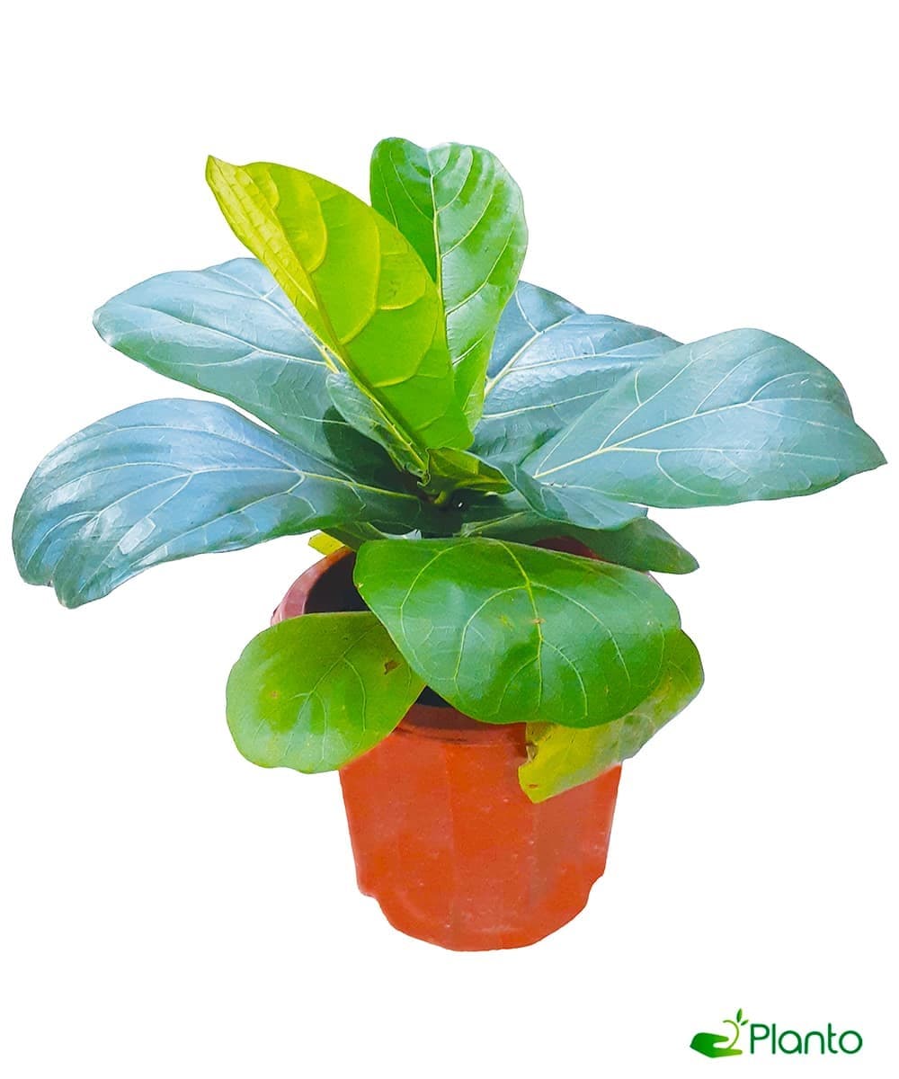 Ficus lyrata — Balcony Plants for Dubai & UAE delivery | Planto.ae