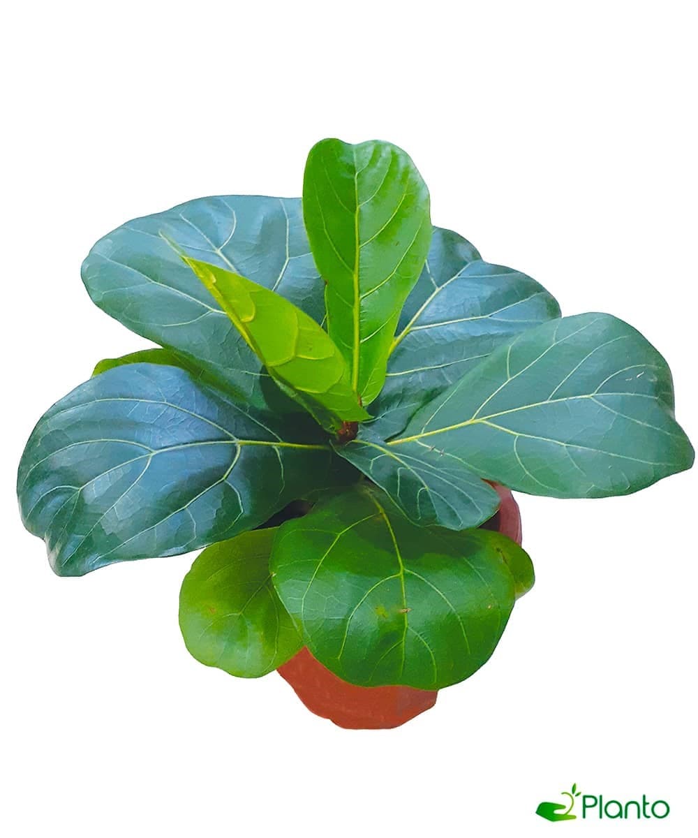 Ficus lyrata — photo 2 | Planto.ae UAE