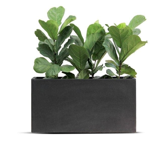 Ficus Lyrata 3 Plants In Black Fiber Pot — Balcony Plants for Dubai & UAE delivery | Planto.ae