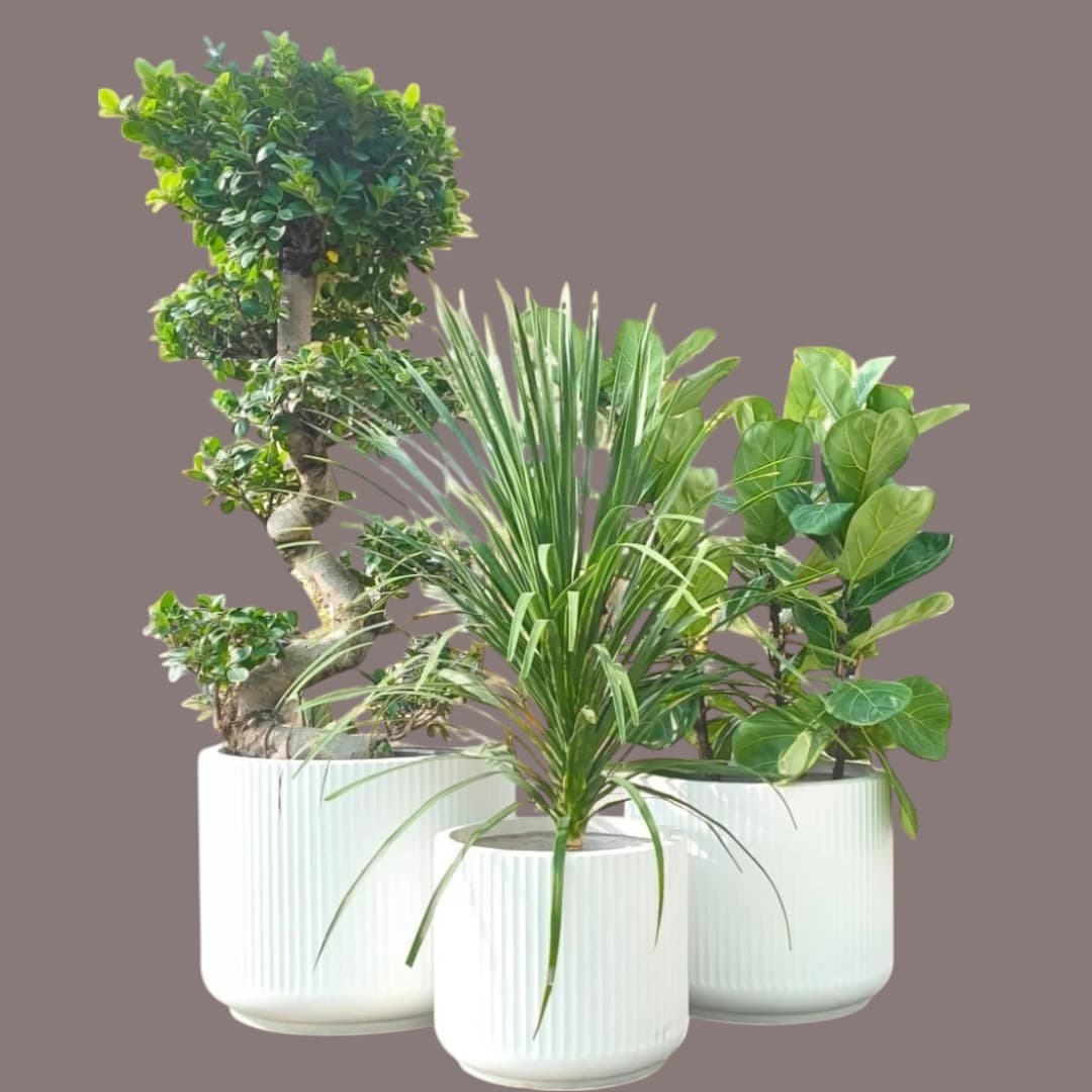 Ficus Panda,Ficus Lyrata,Dragon Tree Set — Balcony Plants for Dubai & UAE delivery | Planto.ae