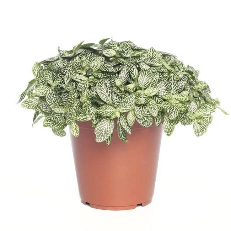 Fittonia Plant — Balcony Plants for Dubai & UAE delivery | Planto.ae