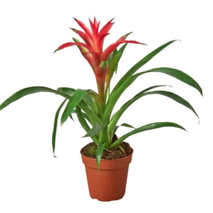 Guzmania — Balcony Plants for Dubai & UAE delivery | Planto.ae